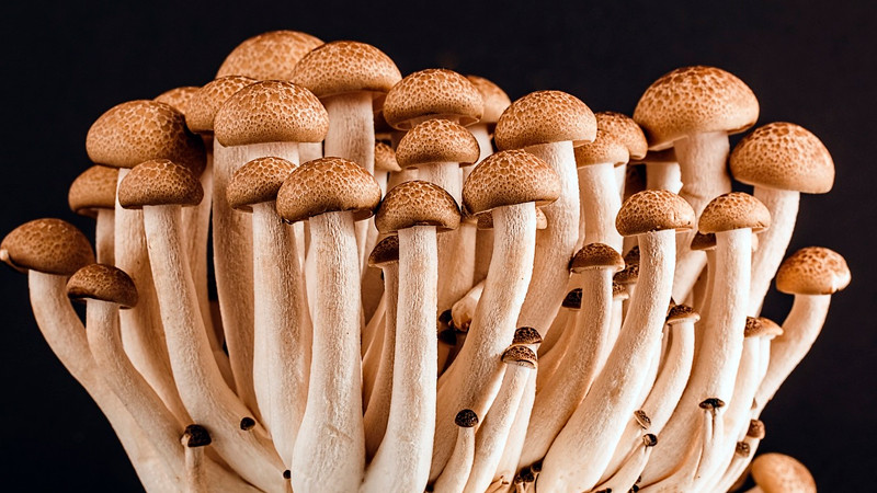 Australia primer país en permitir el uso de sustancias psicodélicas para tratamiento psiquiátrico