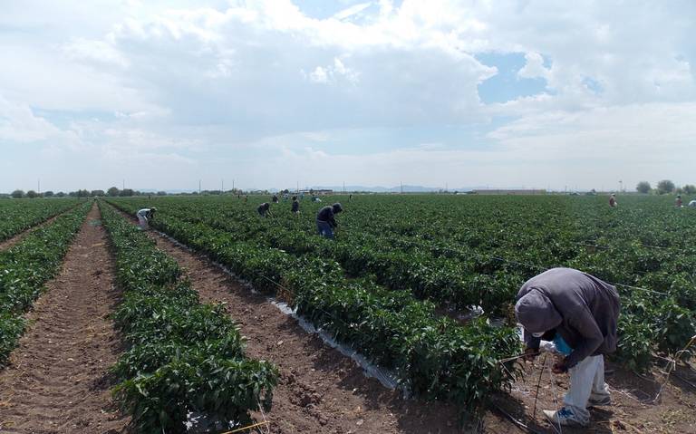Fue 2022 un mal año para el campo, cae la producción de seis alimentos