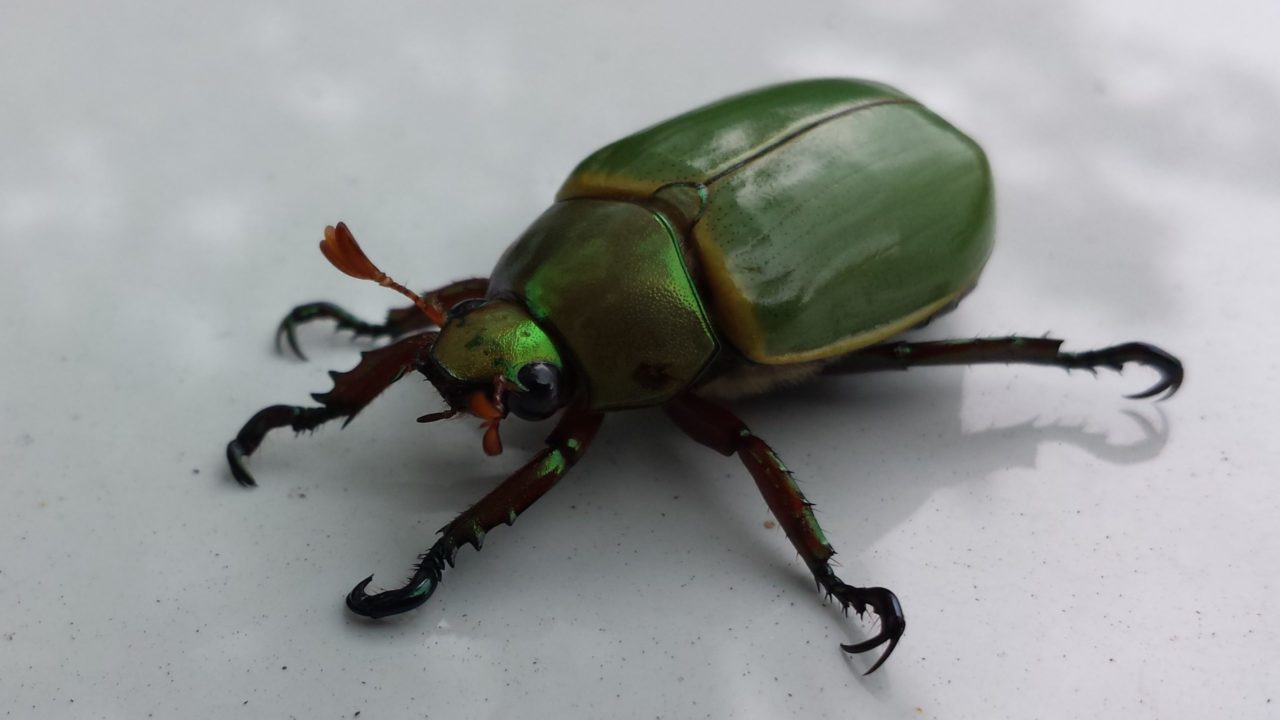 Hallan en un fósil de Tanzania un escarabajo nunca visto en África