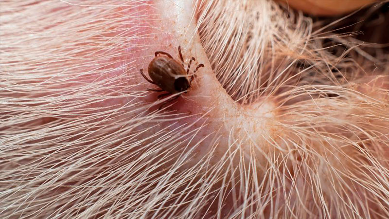 EU advierte a quienes viajen a México por casos de fiebre maculosa