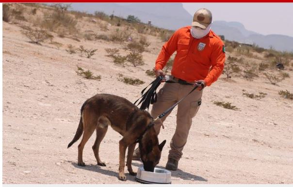 Entrenan perros para búsqueda de migrantes extraviados en el desierto